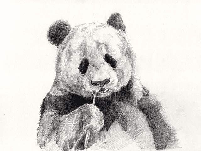 A grayscale pencil-drawing of a panda, as if sketched by hand